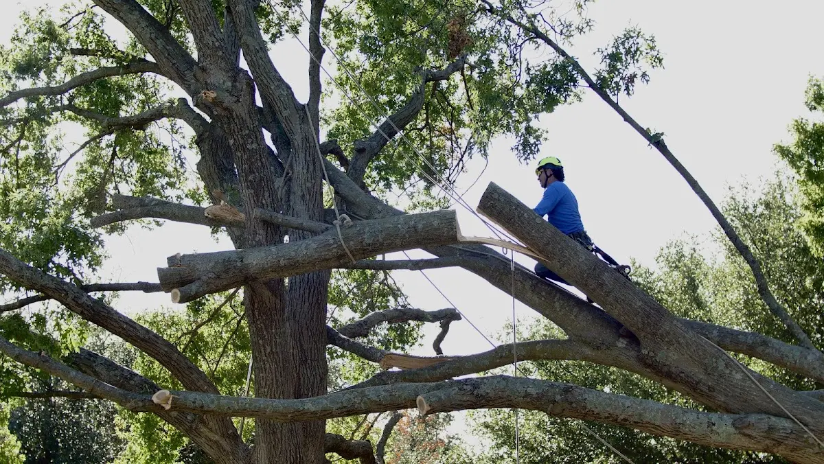 Professional Hazardous Tree Removal performed by certified arborists in Oaklyn