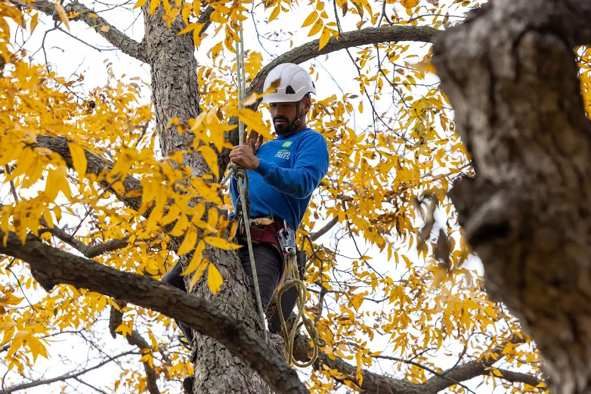 Skilled Tree Planting crew working in Oaklyn