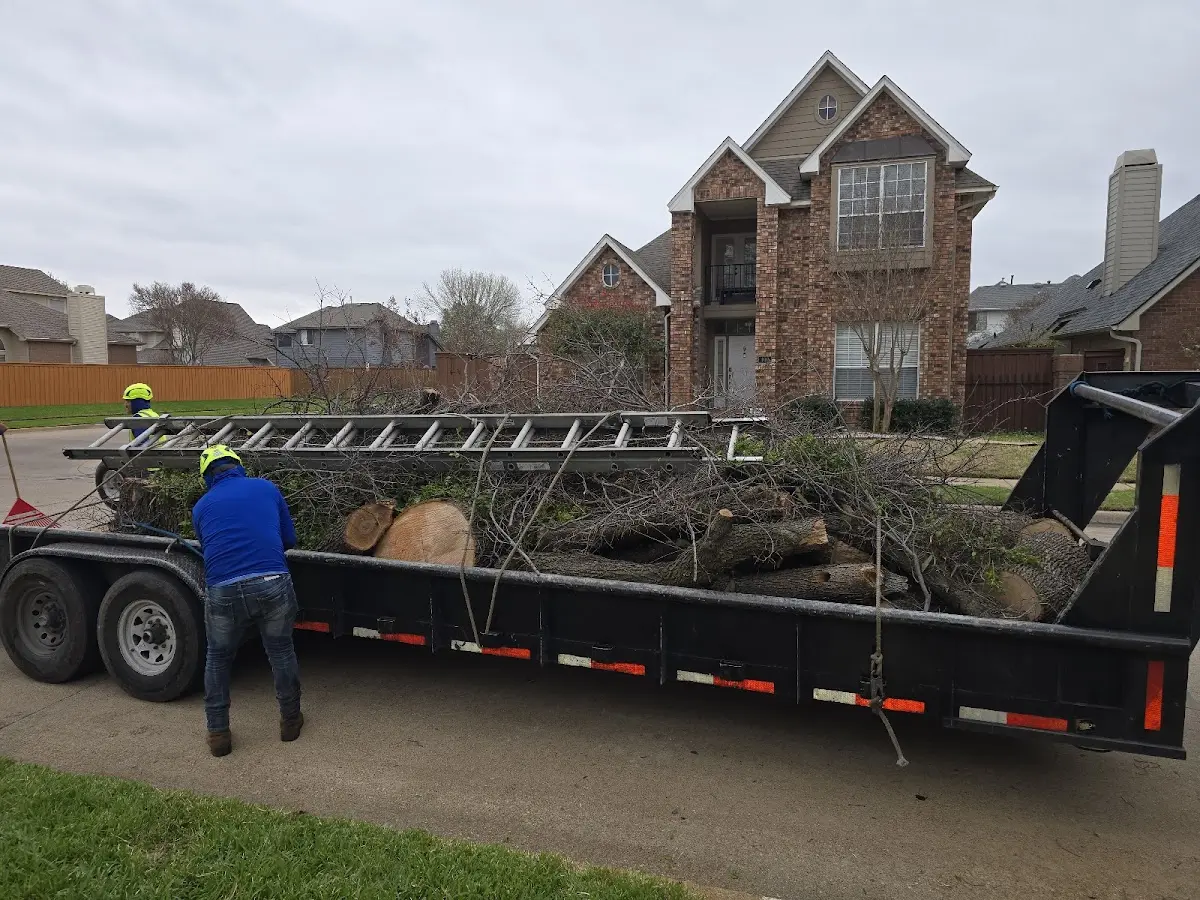 Expert Deadwooding with proper safety equipment in Oaklyn